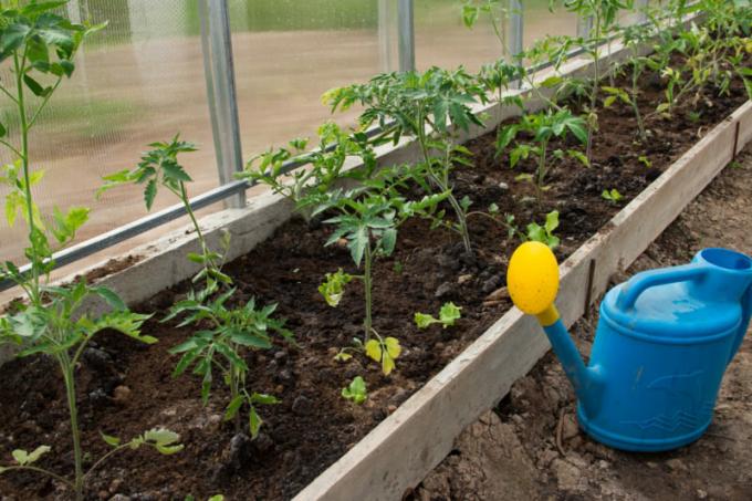 Wie pflanzen Tomatensämlingen bewachsen