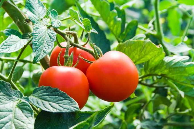 Tomaten mit Dressing (Foto verwendet unter der Standardlizenz © ofazende.ru)