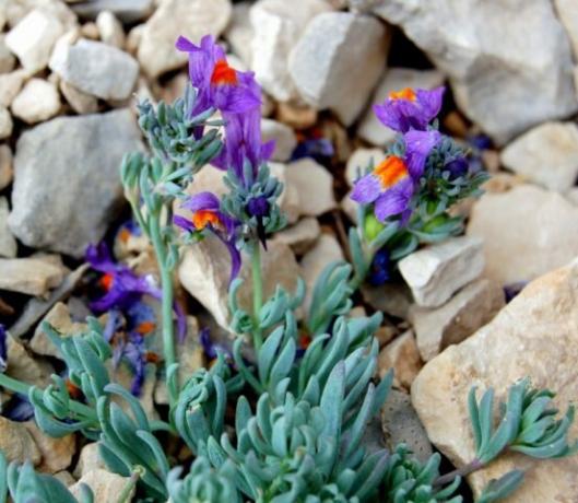 Dichter Blütenstand von lila oder violetten Blüten. Illustration zu diesem Artikel wird aus öffentlichen Quellen entnommen