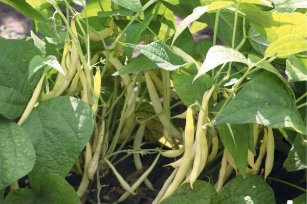 Die Geheimnisse der wachsenden Bohnen im Garten, mit dem Sie eine gute Ernte bekommen