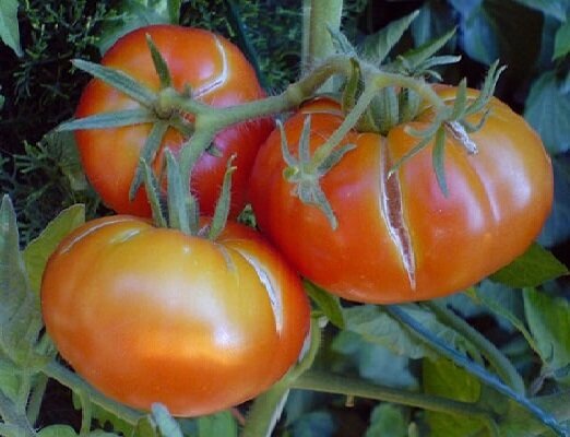 2 Fehler beim Anbau von Tomaten, weil von denen die Früchte beginnen zu knacken