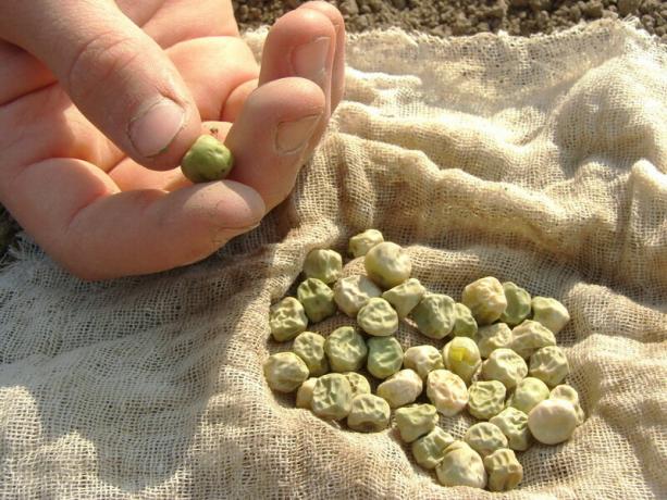 Einige Erbsen im August gesät werden - die besten Sorten und ordnungsgemäße landwirtschaftliche Techniken