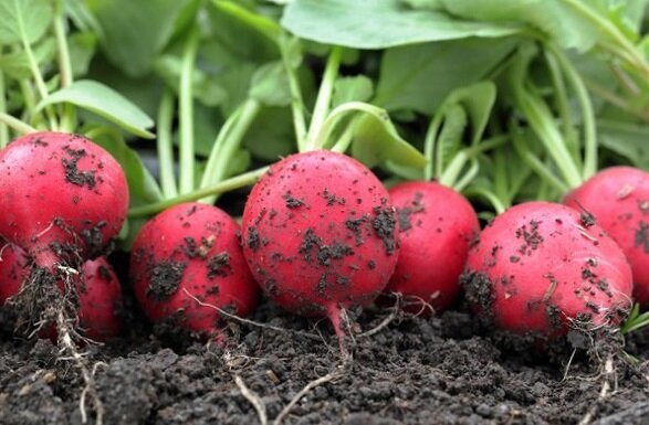 Wie man Radieschen wachsen im Garten und eine gute Ernte haben