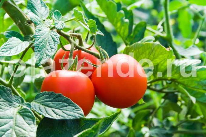 Tomaten für die Konservierung. Illustration für einen Artikel für eine Standard-Lizenz verwendet © ofazende.ru