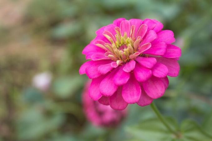Wir wachsen Zinnien: fünf Gründe für die Beliebtheit von Blumen
