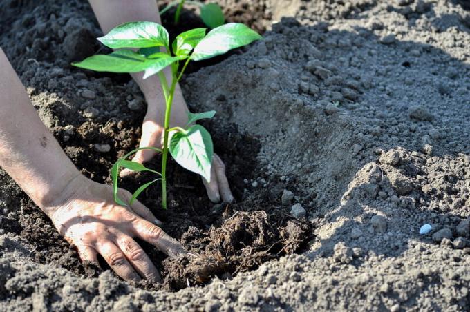 Wie schnell reinigen und aufhellen Ihre Hände nach dem Garten