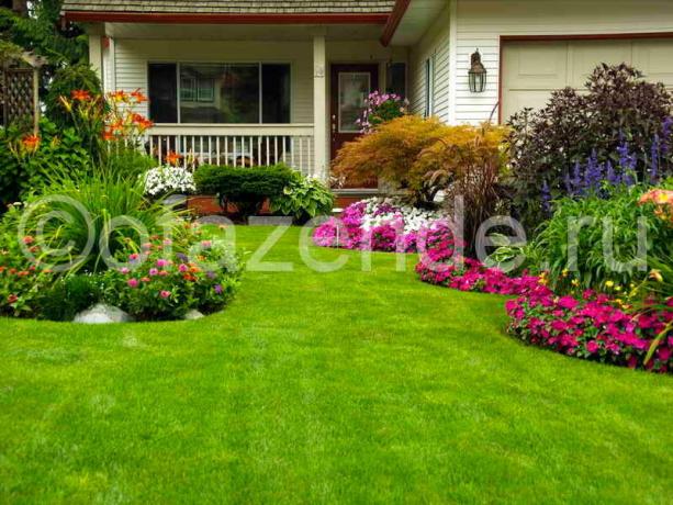 Blühende Wiese vor dem Haus mit seinen eigenen Händen: Tipps Gärtner