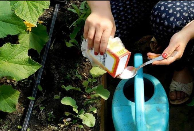 6, Nicht-Standard-Möglichkeiten, selbst Backpulver im Hause zu verwenden, um die Freude