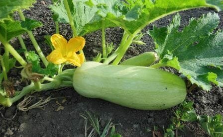 Wie eine Zucchini wachsen? Die Landung, Pflege, Ernte, Pflanzen und Ernten Daten