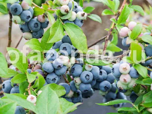 Das Einpflanzen blueberry Gartenpflege und vor allem auf dem Grundstück
