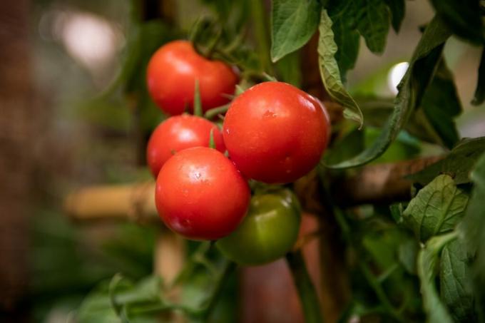 Die Vielfalt der Tomaten-Puppe