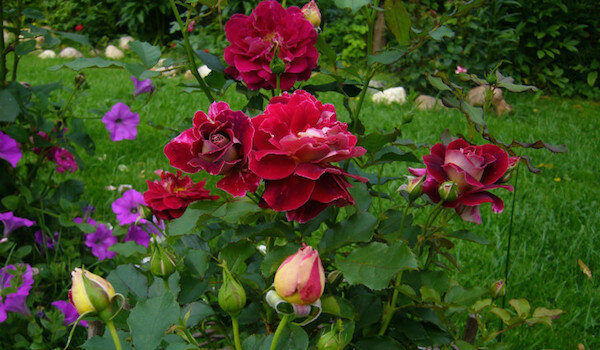 Hilfreiche Nachbarn für Rosen: es am besten Anlage ist neben Blumen
