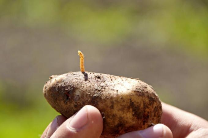 Herbst Bodenbearbeitungs- bekommen von wireworm befreien