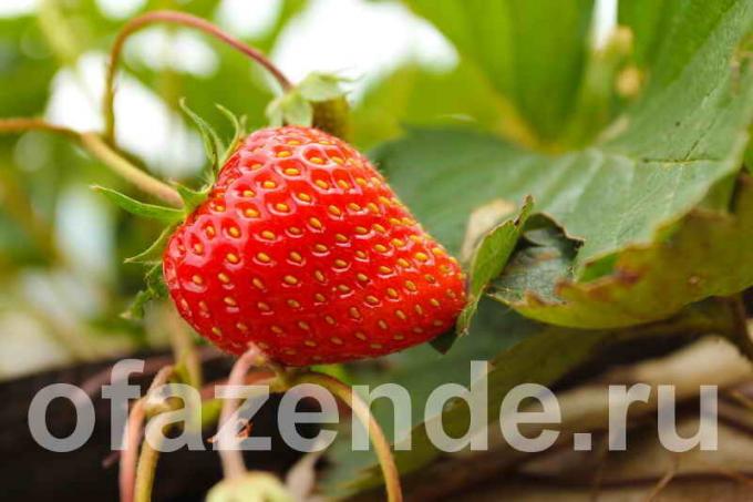 Zehn Merkmale der wachsenden Erdbeeren offenes Feld