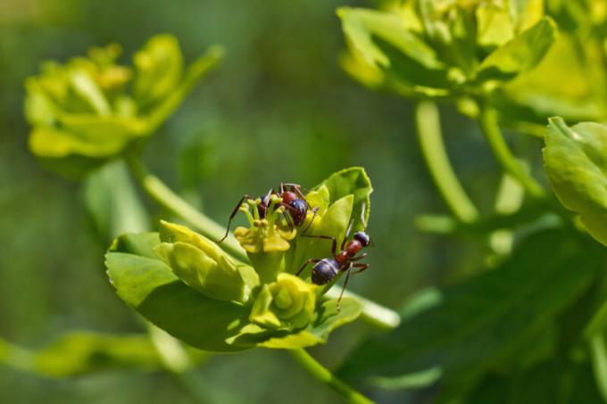 Ameisen mit Flügeln: wer sie sind und wie man mit ihnen umgehen?