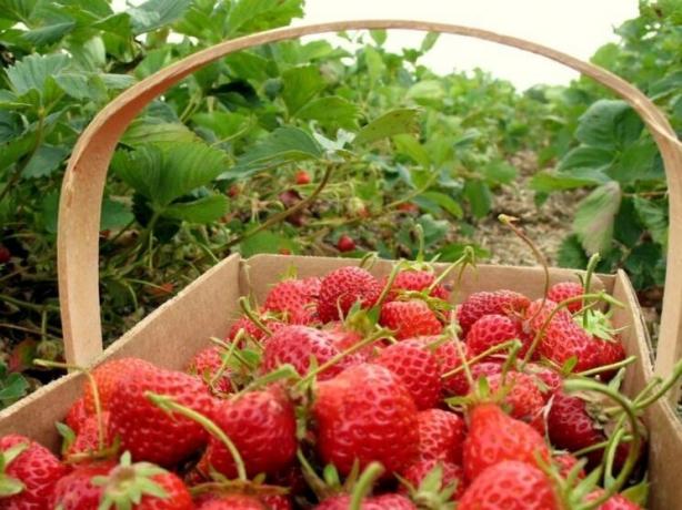 Zwei Fütterung für eine reiche Ernte von Erdbeeren