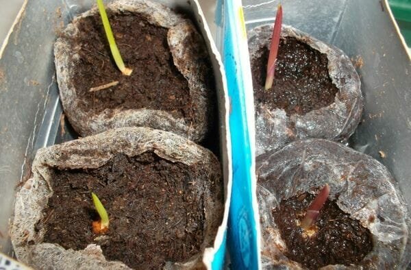 Babe Gladiolen können zur gleichen Zeit wie die größeren Glühbirnen an einem Beet im offenen Boden gepflanzt werden. Es erlaubte sie in Töpfen mit Sand, Humus und Torf gefüllt zu wachsen.
