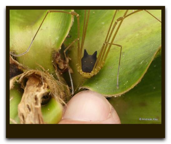 Im Wald, fand ein seltsames Insekt wie eine Spinne mit einem Kopf des Hundes. Wie gefährlich ist es für einen Mann. Live Video + Foto