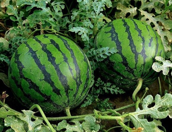 Wie man Wassermelonen auf dem Land wachsen und eine gute Ernte bekommen