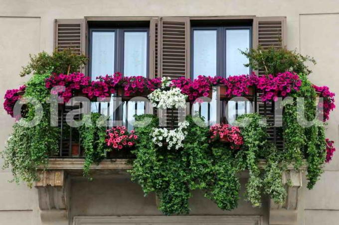 Blumengarten auf dem Balkon mit seinen Händen: Tipps Gärtner