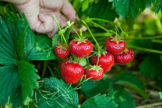 Achten Sie darauf, Erdbeeren zu befruchten. Illustration für einen Artikel für eine Standard-Lizenz verwendet © ofazende.ru