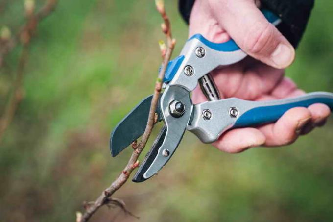 Frühling Pflege von schwarzen Johannisbeeren