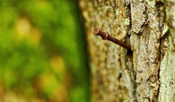 Warum Gärtner Nägel in einem Apfelbaum gehämmert, und wie effektiv ist diese Methode