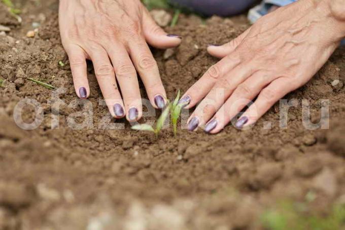 Wann und wie man Pflanzen Paprika in den Boden