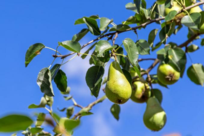 Warum fallen die Ovar und die Frucht des Apfel, Pflaume, Kirsche und andere Bäume ab
