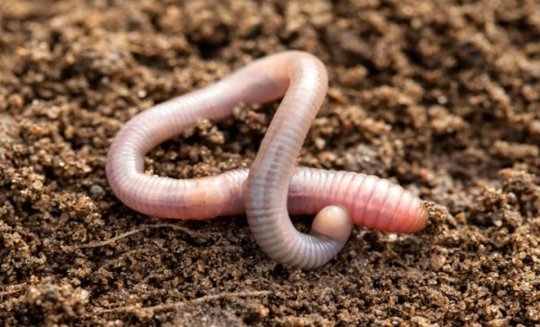 Lure Regenwürmern im Garten und stimulieren ihre Verbreitung