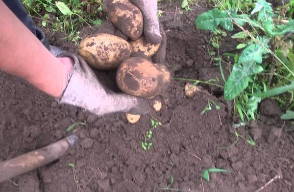 5 Fehler bei der Lagerung von Kartoffeln, die die Ernte zerstören können