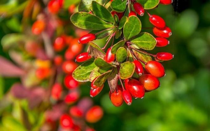 10 Sorten von Berberitze, die Ihren Garten schmücken