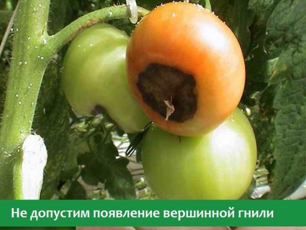Blossom und Knollenfäule an Tomaten (Foto aus dem offenen Internet-Quellen)