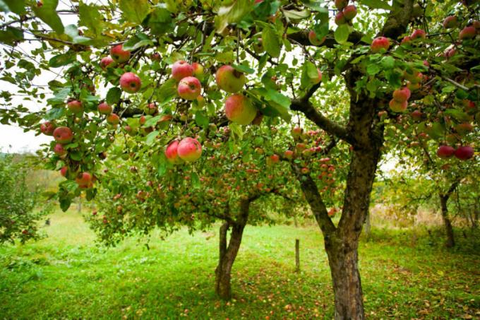 Viele Gärtner sind mit einem solchen Problem konfrontiert, wenn die Äpfel auf Apfel verrotten. Illustration für einen Artikel für eine Standard-Lizenz verwendet © ofazende.ru