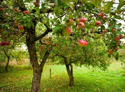 Wie ein Apfelbaum Garten wachsen