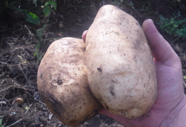Grade Kartoffeln "Lasunok"