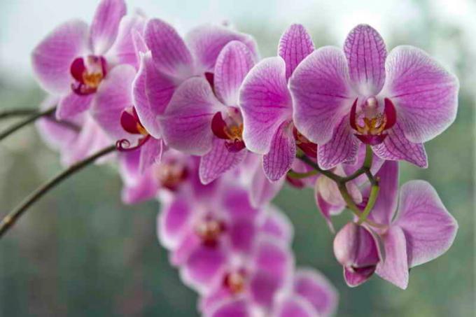 Blühende Orchideen. Illustration für einen Artikel für eine Standard-Lizenz verwendet © ofazende.ru
