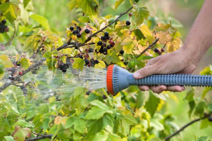 Zur Erhöhung der Ernte Johannisbeere