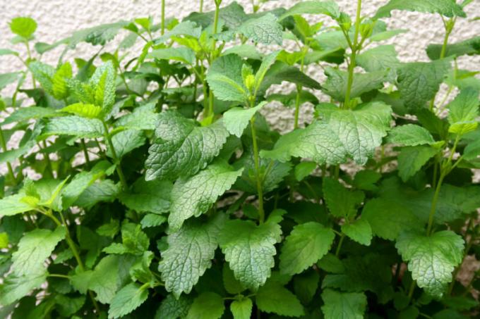 Mehrere Gründe Pflanze Minze im Garten