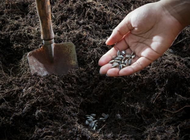 Boden und Samen zum Anpflanzen bereit. Illustration für einen Artikel für eine Standard-Lizenz verwendet © ofazende.ru