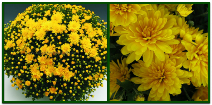 Globular Chrysantheme - die perfekte Lösung für diejenigen, die Ihre Website wollen luxuriös, bis der Frost blühen sehen