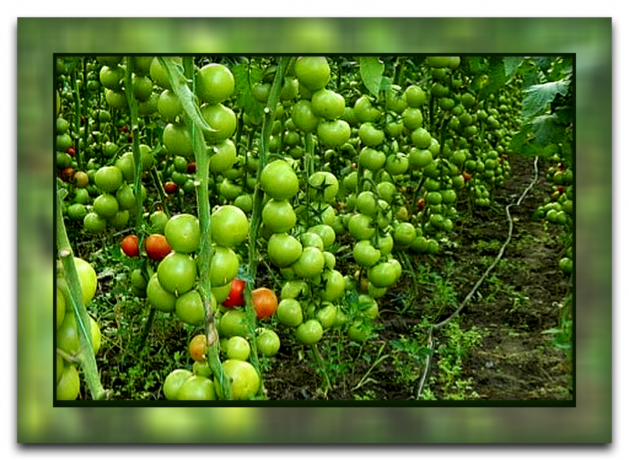 Wie und warum die Blätter von Tomaten zu brechen, dass Sie eine große Ernte bekommen, und warum diese Methode so beliebt ist