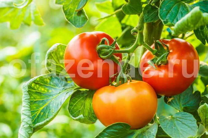 Dass Tomaten sind nicht „mästen“ Greens: 5 Empfänge