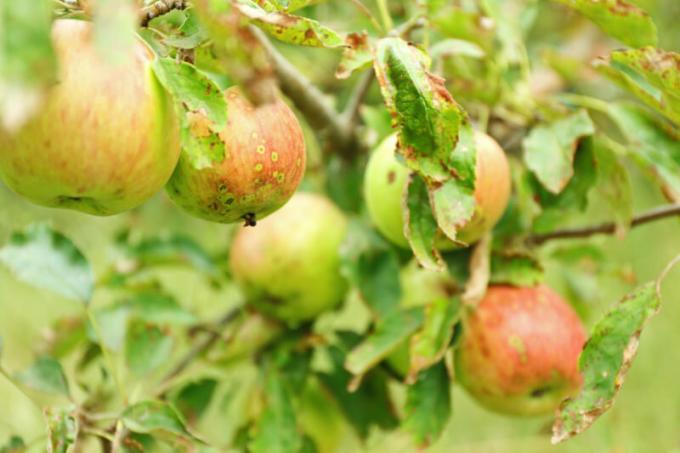 Oft sind Website-Betreiber mit der Tatsache konfrontiert, dass der Apfel- und Birnbäume gedrehten Blätter sind. Illustration für einen Artikel für eine Standard-Lizenz verwendet © ofazende.ru