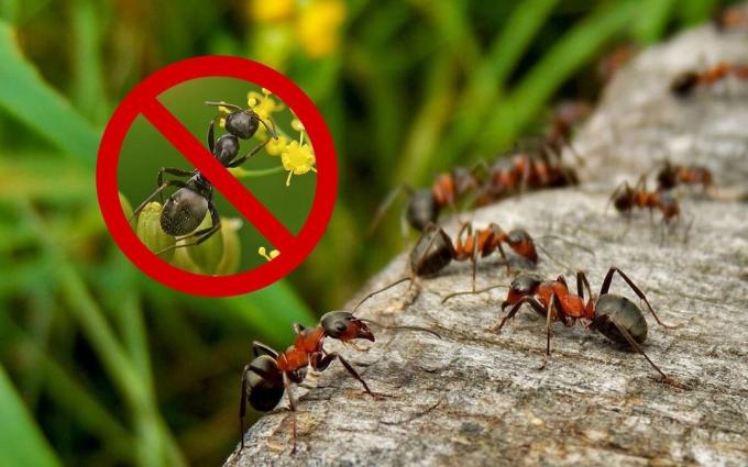 Wirksame Mittel (Rezept), die an ihrem Sommerhaus von Ameisen und Wespen loswerden