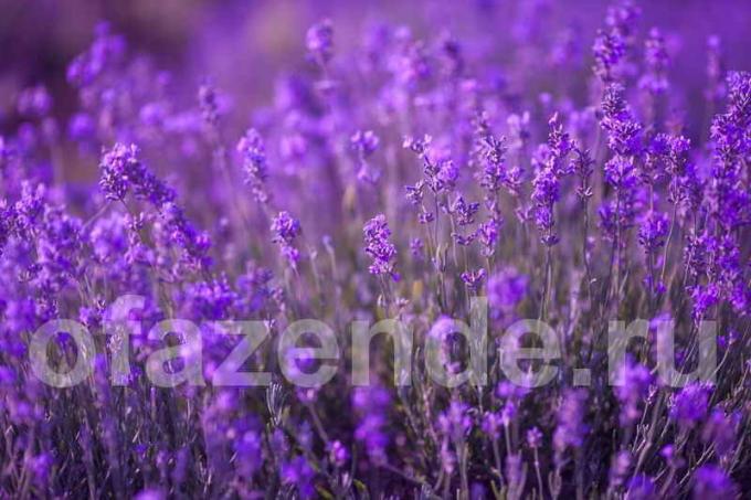 28 Arten von Lavendel für Ihren Garten: Beschreibung und Geheimnisse der wachsenden