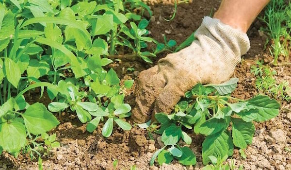 Loswerden von Schnecken im Garten: 2 bewährte Methoden