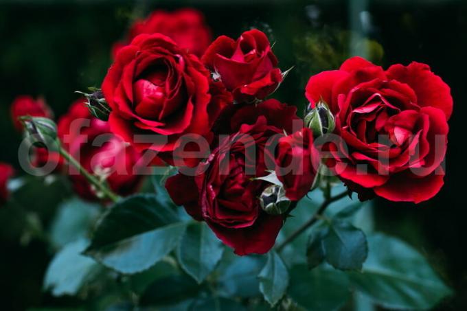 Ab veredelte Rosen im Herbst