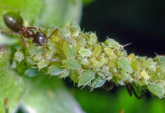 Wie wird man zur gleichen Zeit auf den Bäumen von Blattläusen und Ameisen loszuwerden