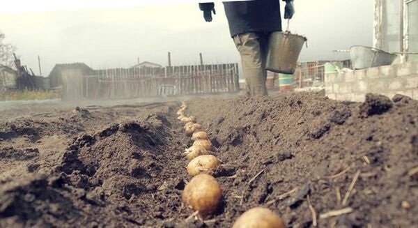 Ungewöhnliche Art und Weise der Pflanzung Kartoffeln, mit dem Sie eine gute Ernte bekommen